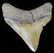 Juvenile Megalodon Tooth - Serrated Blade #62114-1